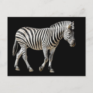 Cartão Postal Burchell Zebra Isolado