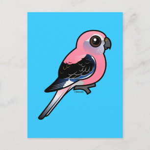 Cartão Postal Burke's Parakeet