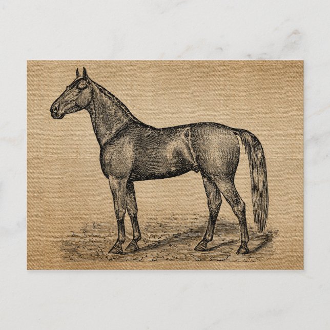 Cartão Postal Burlap Vintage Horse (Frente)