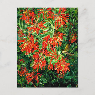 Cartão Postal Burning Bush e Emu Wren do Chile, belas artes,