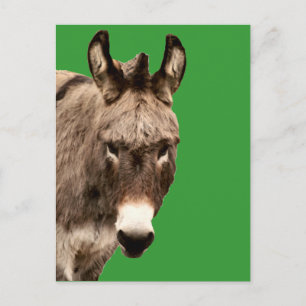 Cartão Postal burro