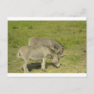 Cartão Postal burro