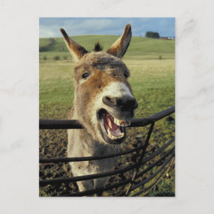 Cartão Postal Burro