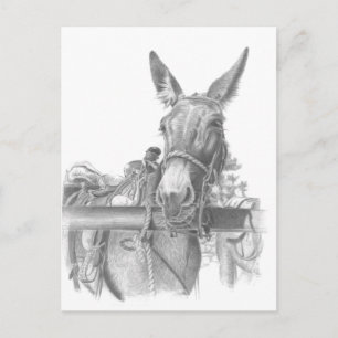 Cartão Postal burro
