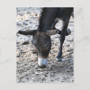 Cartão Postal Burro