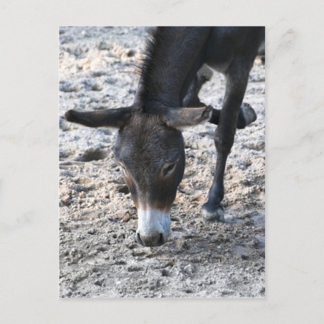 Cartão Postal Burro (Frente)