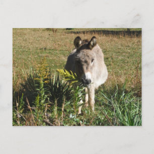 Cartão Postal Burro Colhendo Flores Selvagens Amarelas de Outono