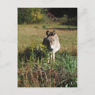 Cartão Postal Burro Colhendo Flores Silvestres Amarelas de Outon