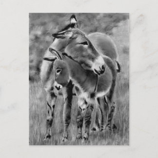 Cartão Postal Burro e Potro