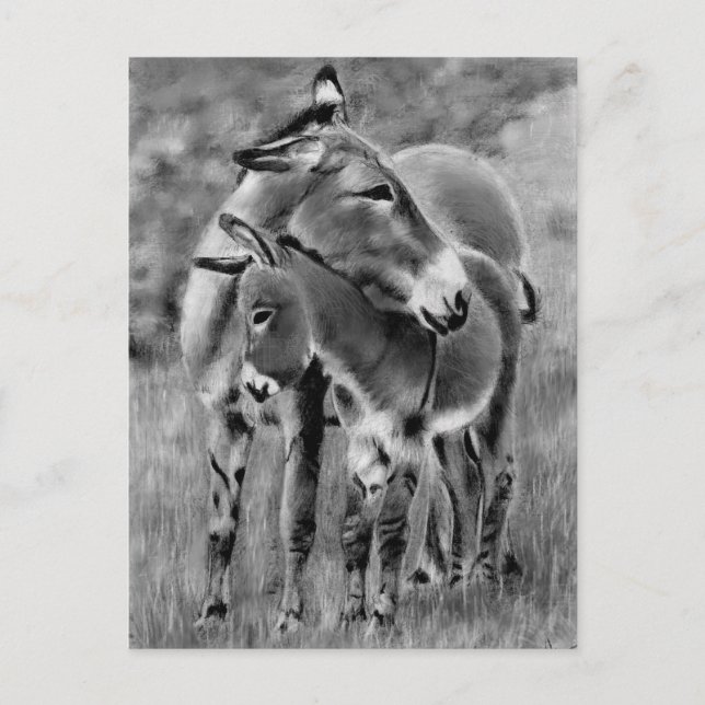 Cartão Postal Burro e Potro (Frente)
