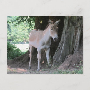Cartão Postal Burro Pequeno