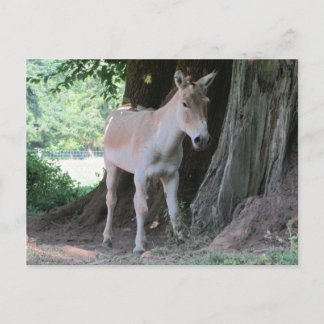 Cartão Postal Burro Pequeno