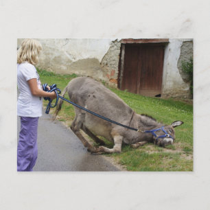 Cartão Postal Burro Relaxado e Divertido