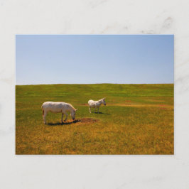 Cartão Postal Burros, Custer State Park, Dakota do Sul