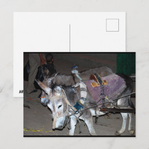 Cartão Postal Burros de Luxor