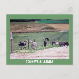 CARTÃO POSTAL BURROS & LHAMAS
