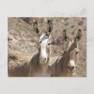 Cartão Postal Burros selvagens, burros, animais selvagens, posta