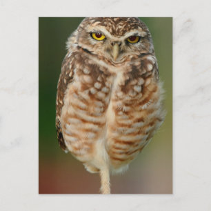 Cartão Postal Burrowing Owl em uma perna