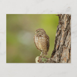 Cartão Postal Burrowing Owl na Flórida