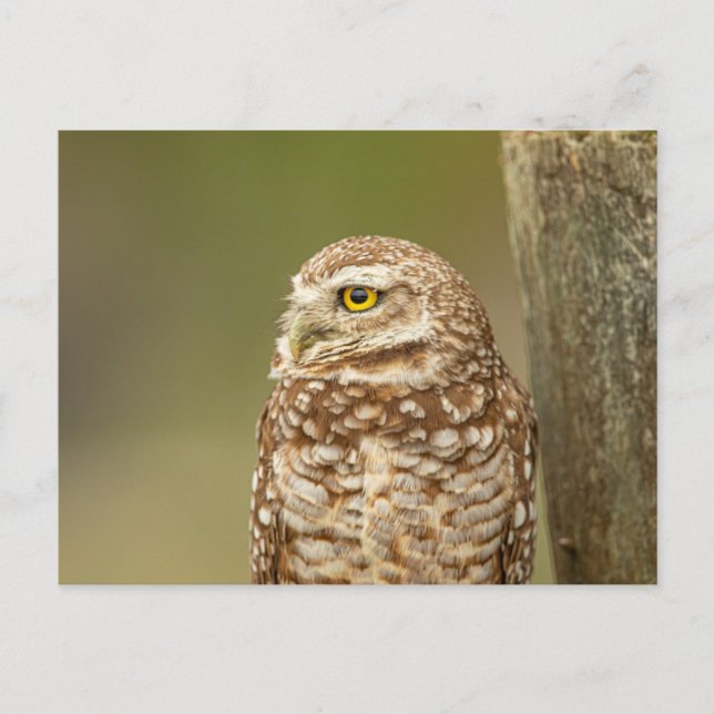 Cartão Postal Burrowing Owl na Flórida (Frente)