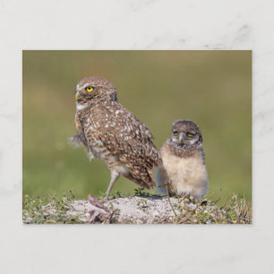 Cartão Postal Burrowing Owl na Flórida