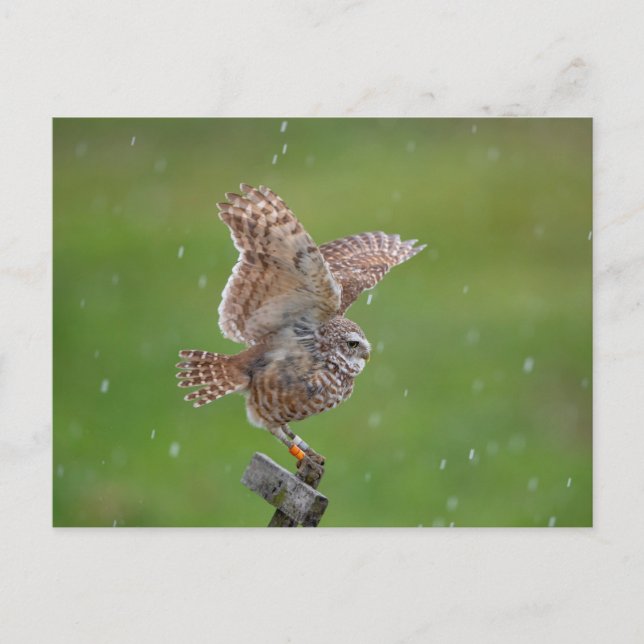 Cartão Postal Burrowing Owl na Flórida (Frente)