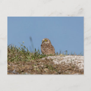 Cartão Postal Burrowing Owl na Flórida
