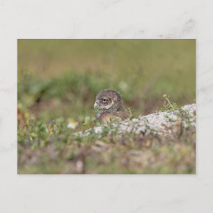Cartão Postal Burrowing Owl na Flórida