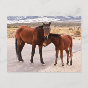 Cartão Postal Buscando conforto