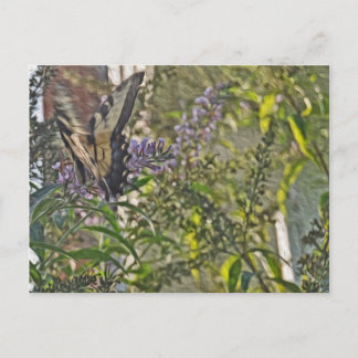 Cartão Postal Bush Butterfly 2