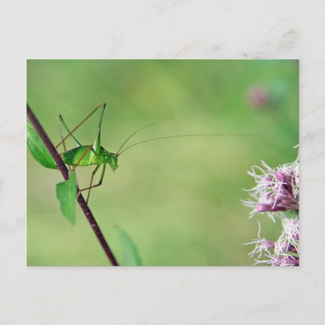 Cartão Postal Bush-Cricket Espectrado (Leptophyes punctatissima) (Frente)