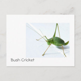 Cartão Postal Bush Cricket Postcatrd