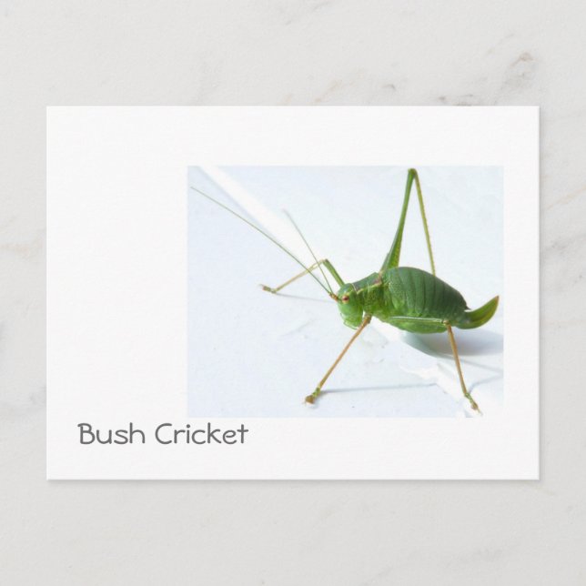 Cartão Postal Bush Cricket Postcatrd (Frente)