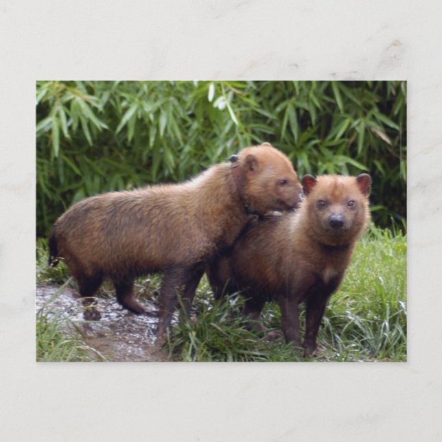 Cartão Postal bush-dog-b-1 (Frente)