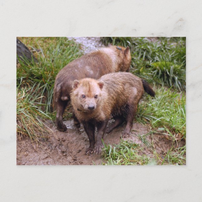 Cartão Postal bush-dog-b-2 (Frente)