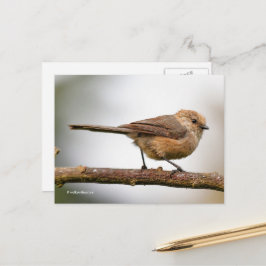 Cartão Postal Bushtit Jovem Bonito na Árvore Híbrida de Frutas