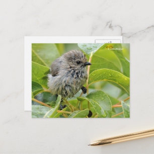 Cartão Postal Bushtit masculino molhado no louro