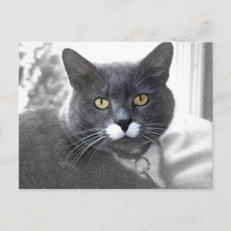 Cartão postal Buster