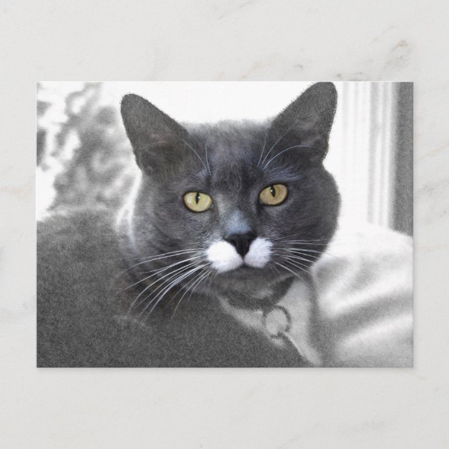 Cartão postal Buster (Frente)