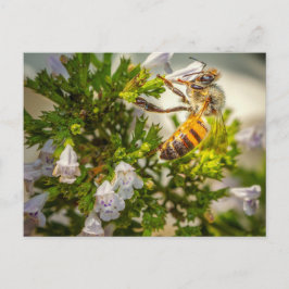 Cartão Postal Busy Bee working hard