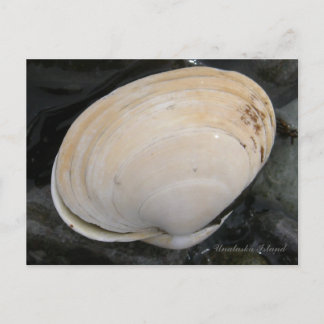 Cartão Postal Butter Clam Seashell, Ilha de Unalaska