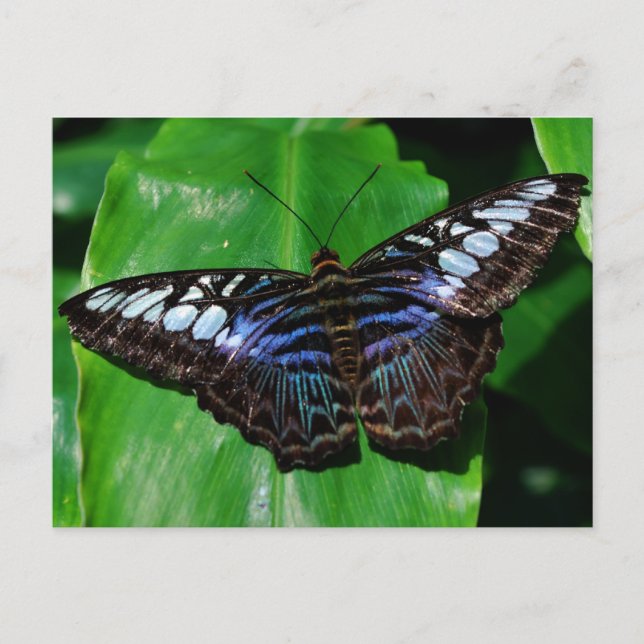 Cartão postal Butterfly 5 (Frente)