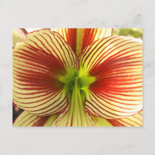 Cartão Postal Butterfly Amaryllis