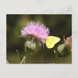 CARTÃO POSTAL BUTTERFLY E THISTISTLE