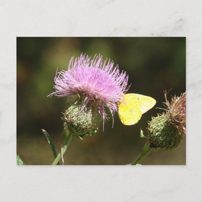 CARTÃO POSTAL BUTTERFLY E THISTISTLE (Frente)