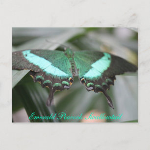 Cartão Postal Butterfly Emerald Peacock Swallowtail # 3