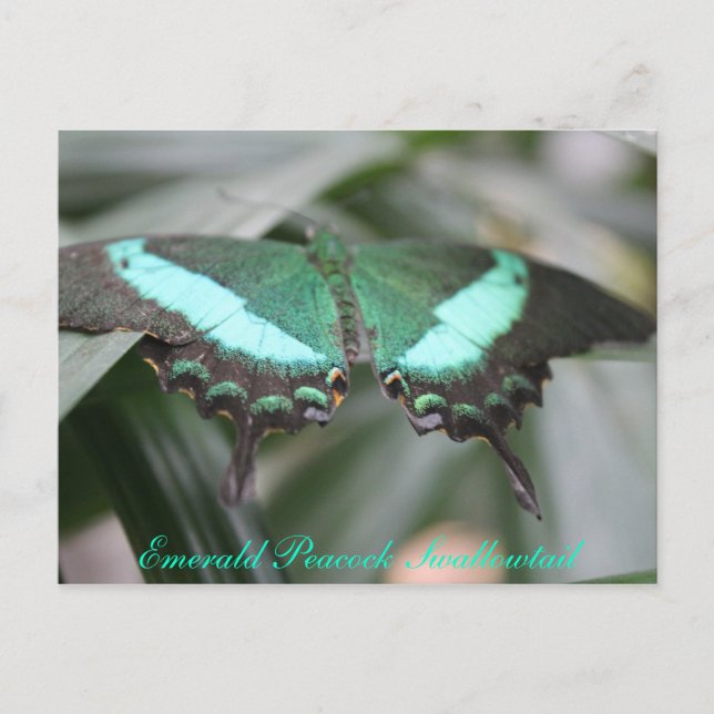 Cartão Postal Butterfly Emerald Peacock Swallowtail # 3 (Frente)