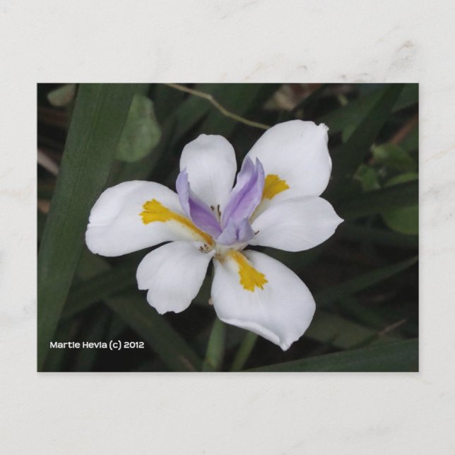 Cartão Postal Butterfly Iris (Frente)