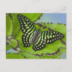 Cartão Postal Butterfly on Green