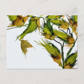 Cartão postal "Butterfly on Milkweed"